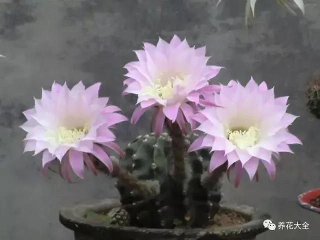10大养不死花卉排行榜