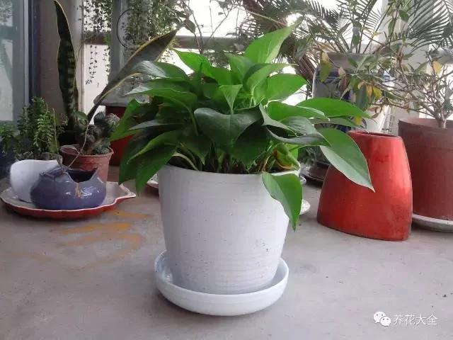 10大养不死花卉排行榜