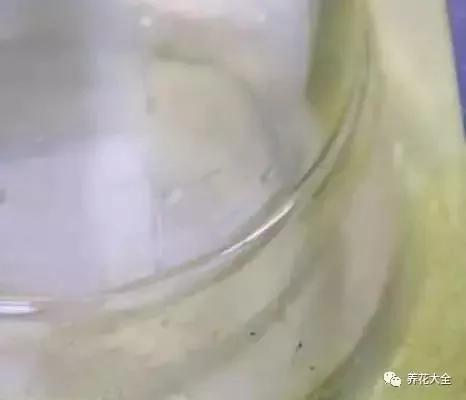 花盆比花还贵?别买了!一把剪刀就能做一堆
