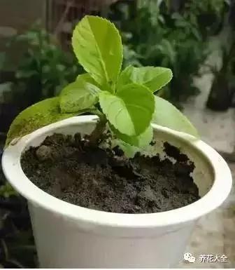 花盆比花还贵?别买了!一把剪刀就能做一堆