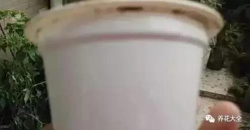 花盆比花还贵?别买了!一把剪刀就能做一堆