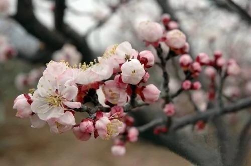 清明养生,柔肝养肺防春瘟