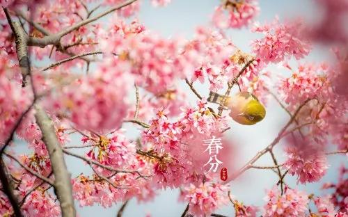 神秘的节气!能立蛋的“春分”