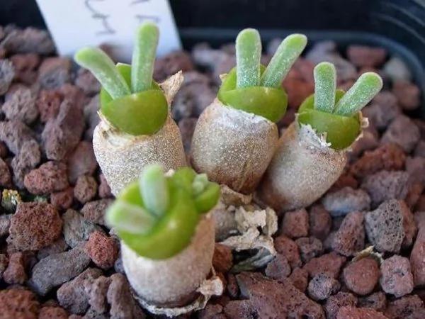 日本可爱兔耳植物 成栽种风潮