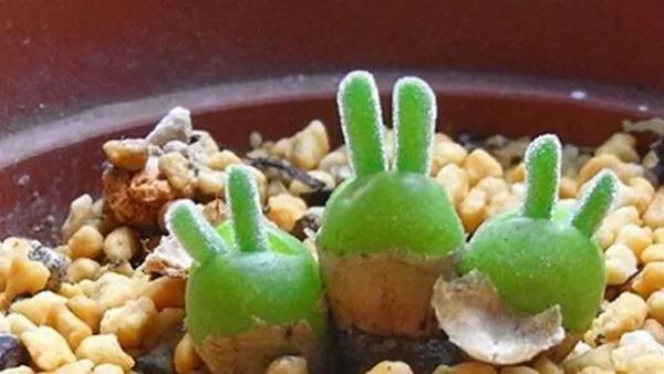 日本可爱兔耳植物 成栽种风潮