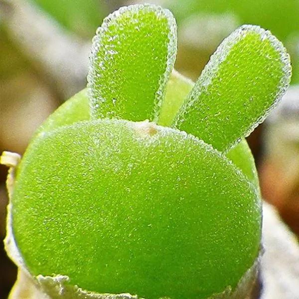 日本可爱兔耳植物 成栽种风潮