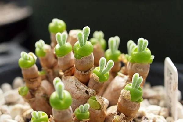 日本可爱兔耳植物 成栽种风潮