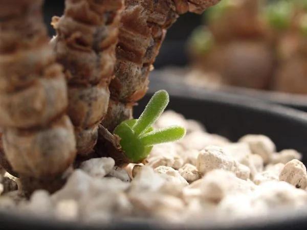 日本可爱兔耳植物 成栽种风潮