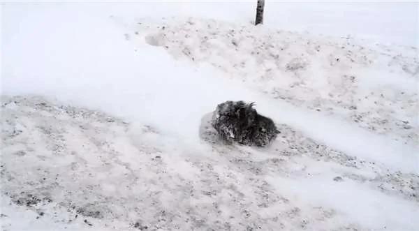 司机在雪地中发现一团毛团不断颤抖 当冻僵的牠回暖后没想到漂亮得令人惊喜!