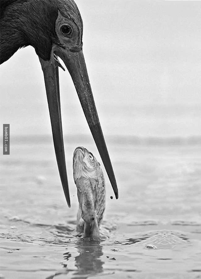 30张“100年内很难再拍到第二次”的超精准瞬间照片!