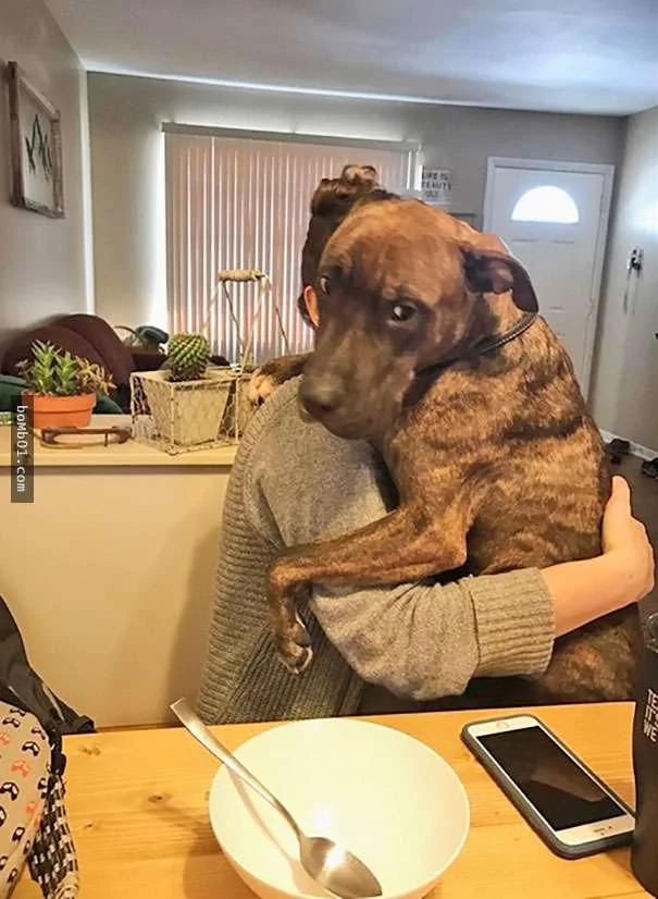 这只比特犬为了感激主人的收养 365天都做同一件事
