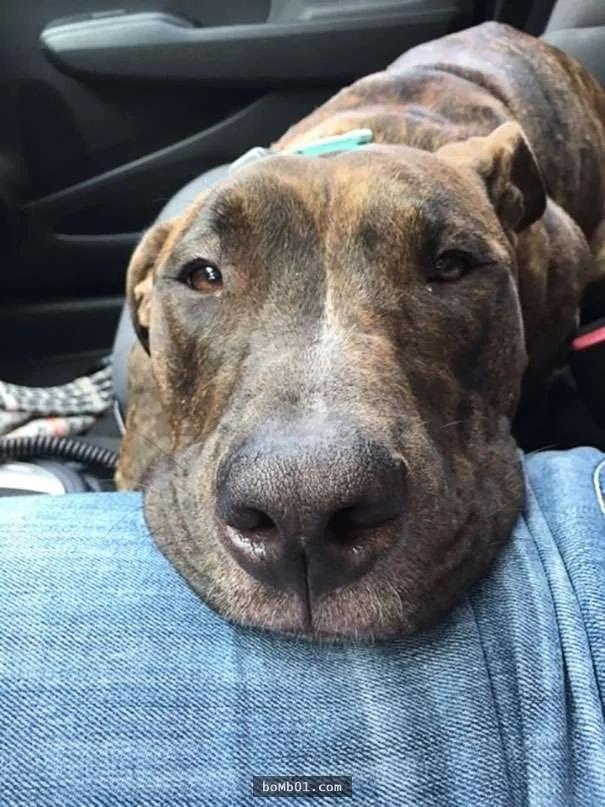 这只比特犬为了感激主人的收养 365天都做同一件事