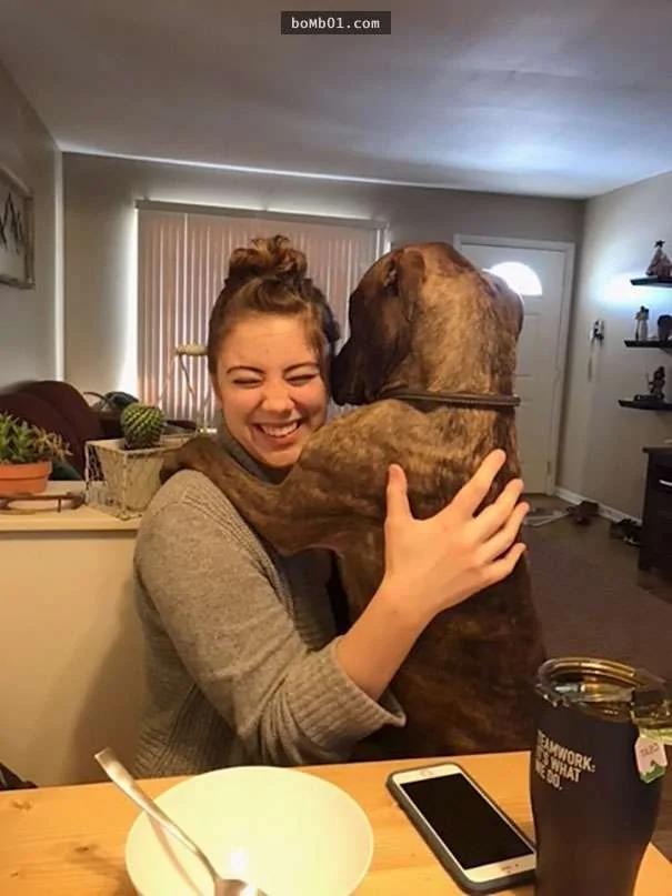 这只比特犬为了感激主人的收养 365天都做同一件事