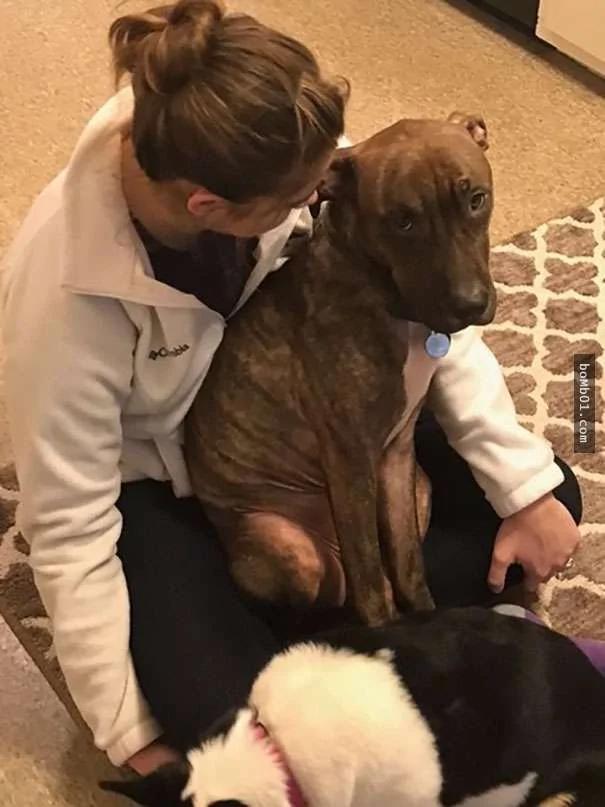 这只比特犬为了感激主人的收养 365天都做同一件事