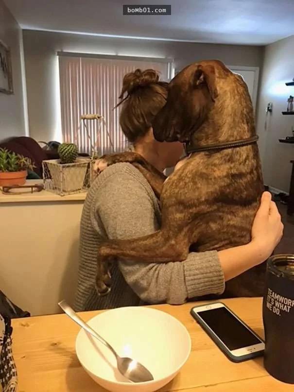 这只比特犬为了感激主人的收养 365天都做同一件事