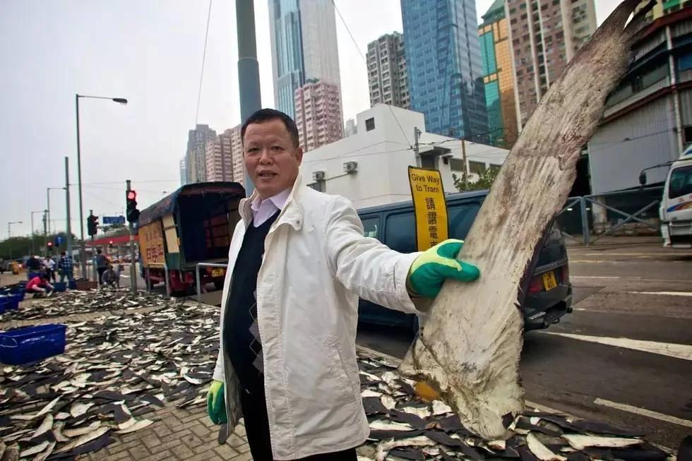 不起眼的香港楼顶 晾晒着数以十万计生命!