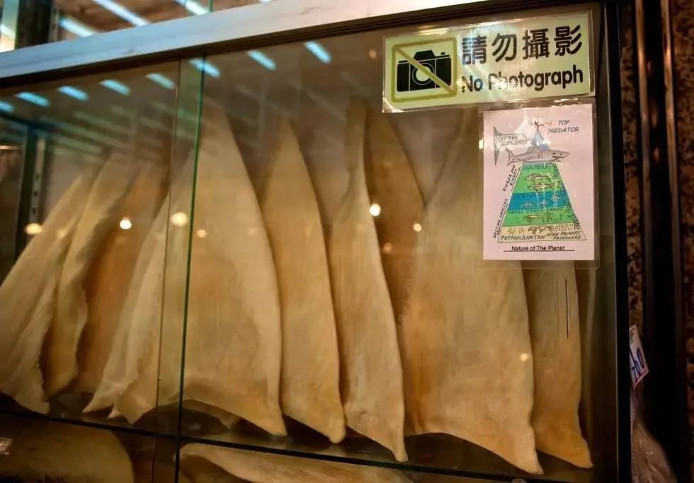 不起眼的香港楼顶 晾晒着数以十万计生命!
