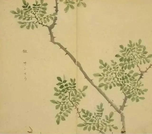 春天养护心脏很重要 快看看中医专家开出的四味“养心”药方