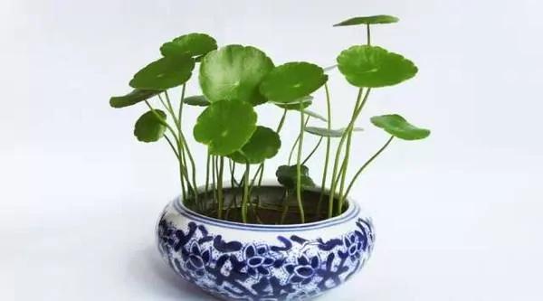 你的生肖养什么植物最旺你?
