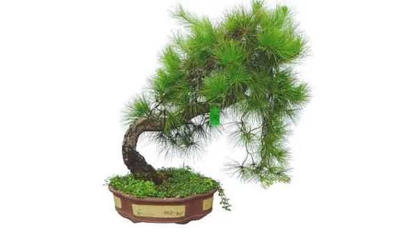 你的生肖养什么植物最旺你?