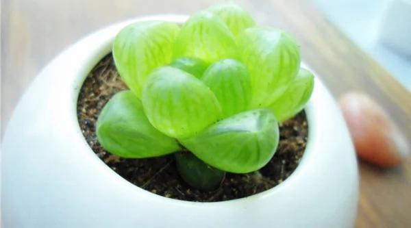 你的生肖养什么植物最旺你?