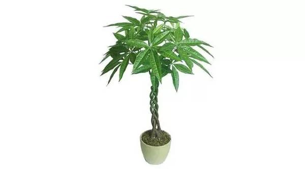 你的生肖养什么植物最旺你?