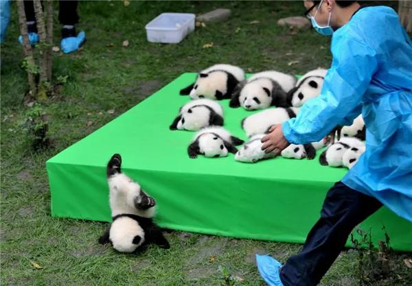 激萌!奶妈收走玩具小马 大熊猫福顺怒而打滚