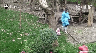 激萌!奶妈收走玩具小马 大熊猫福顺怒而打滚