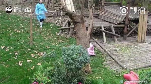 激萌!奶妈收走玩具小马 大熊猫福顺怒而打滚