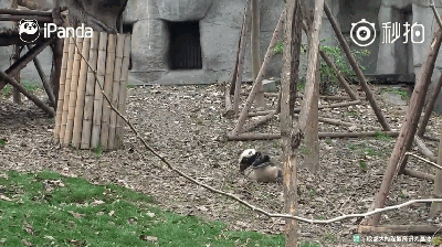 激萌!奶妈收走玩具小马 大熊猫福顺怒而打滚