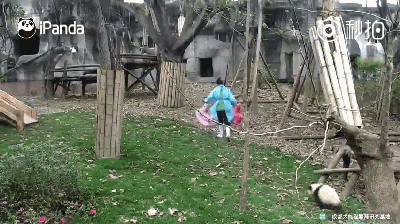 激萌!奶妈收走玩具小马 大熊猫福顺怒而打滚