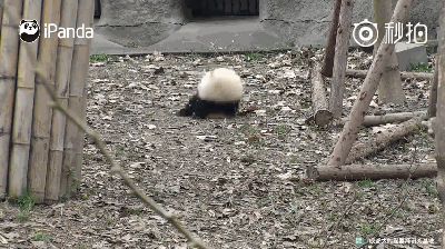 激萌!奶妈收走玩具小马 大熊猫福顺怒而打滚