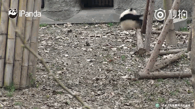 激萌!奶妈收走玩具小马 大熊猫福顺怒而打滚