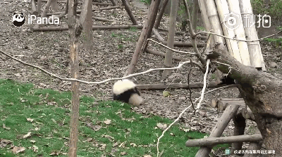 激萌!奶妈收走玩具小马 大熊猫福顺怒而打滚