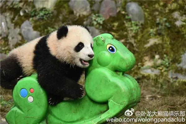 激萌!奶妈收走玩具小马 大熊猫福顺怒而打滚