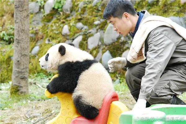 激萌!奶妈收走玩具小马 大熊猫福顺怒而打滚