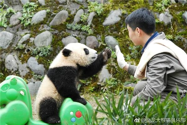 激萌!奶妈收走玩具小马 大熊猫福顺怒而打滚