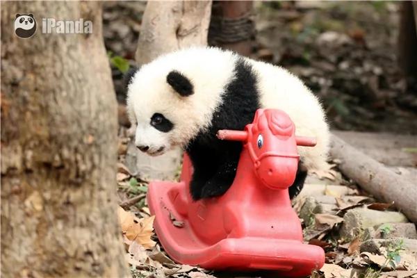 激萌!奶妈收走玩具小马 大熊猫福顺怒而打滚