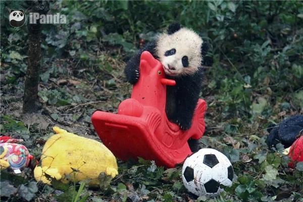 激萌!奶妈收走玩具小马 大熊猫福顺怒而打滚