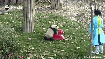 激萌!奶妈收走玩具小马 大熊猫福顺怒而打滚