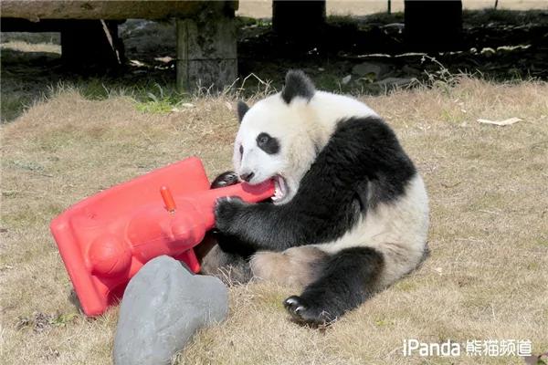 激萌!奶妈收走玩具小马 大熊猫福顺怒而打滚