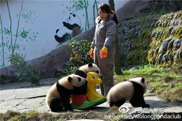 激萌!奶妈收走玩具小马 大熊猫福顺怒而打滚