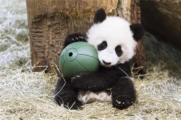 激萌!奶妈收走玩具小马 大熊猫福顺怒而打滚
