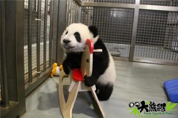 激萌!奶妈收走玩具小马 大熊猫福顺怒而打滚