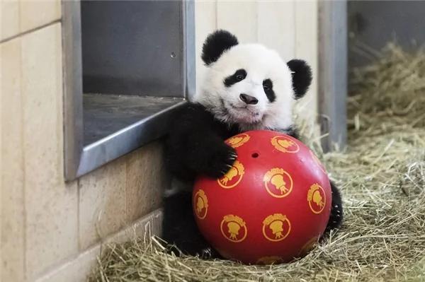 激萌!奶妈收走玩具小马 大熊猫福顺怒而打滚