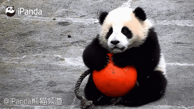 激萌!奶妈收走玩具小马 大熊猫福顺怒而打滚