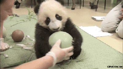 激萌!奶妈收走玩具小马 大熊猫福顺怒而打滚