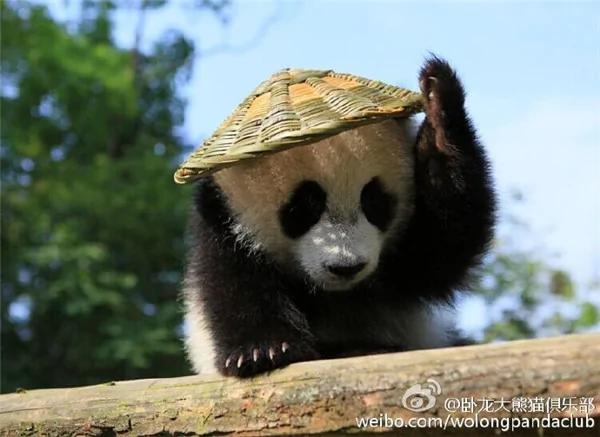 激萌!奶妈收走玩具小马 大熊猫福顺怒而打滚