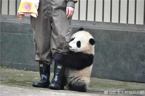激萌!奶妈收走玩具小马 大熊猫福顺怒而打滚