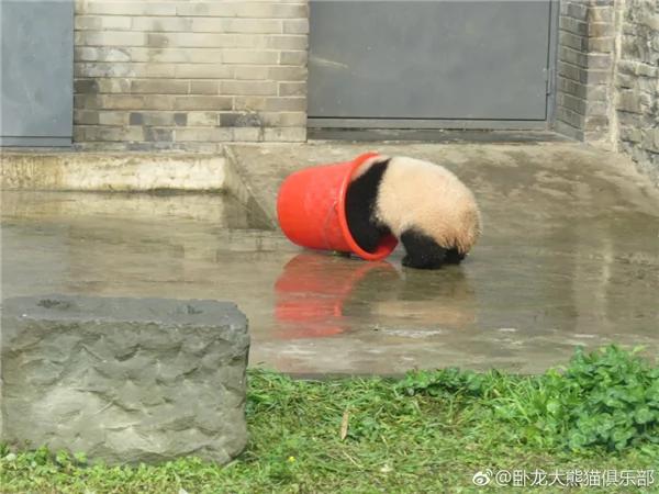激萌!奶妈收走玩具小马 大熊猫福顺怒而打滚